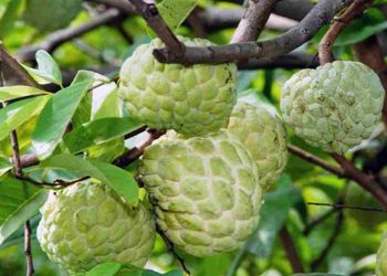 Quả na là thức quả quen thuộc mỗi khi hè về