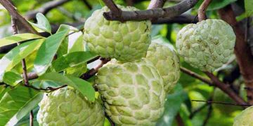 Quả na là thức quả quen thuộc mỗi khi hè về