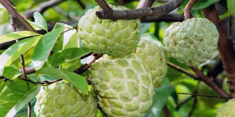 Quả na là thức quả quen thuộc mỗi khi hè về