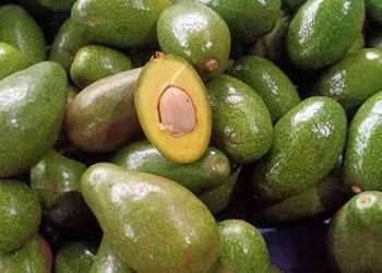 Bơ sáp là loại được trồng nhiều ở nước ta