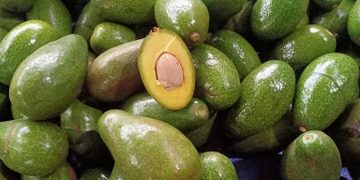 Bơ sáp là loại được trồng nhiều ở nước ta