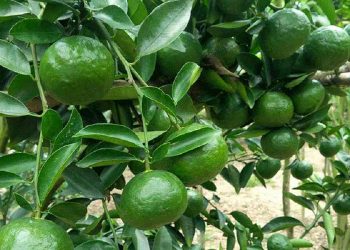 Cam sành được trồng nhiều nhất tại các tỉnh Hòa Bình và Bắc Giang