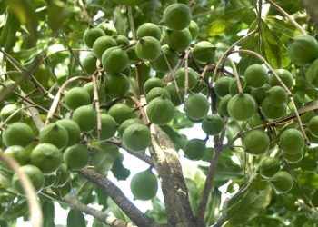 Hạt macca là một loại hạt có dinh dưỡng “thần kỳ” 