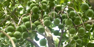 Hạt macca là một loại hạt có dinh dưỡng “thần kỳ” 