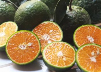 Nguồn gốc của quả cam