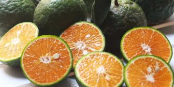 Nguồn gốc của quả cam