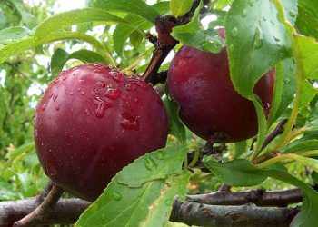 Nguồn gốc của quả Mận đến từ đâu? 