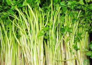 Rau cần ta có nguồn gốc từ khu vực nhiệt đới