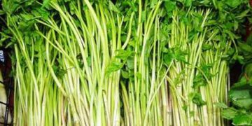 Rau cần ta có nguồn gốc từ khu vực nhiệt đới