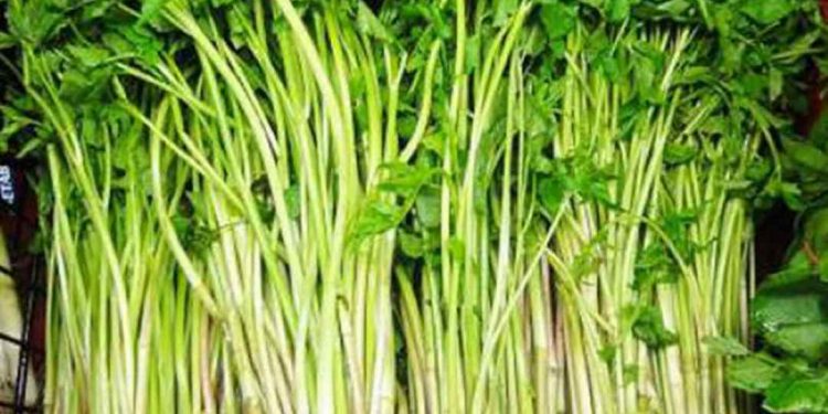 Rau cần ta có nguồn gốc từ khu vực nhiệt đới