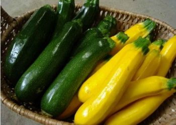 Bí ngòi là thực phẩm quen thuộc giàu chất dinh dưỡng