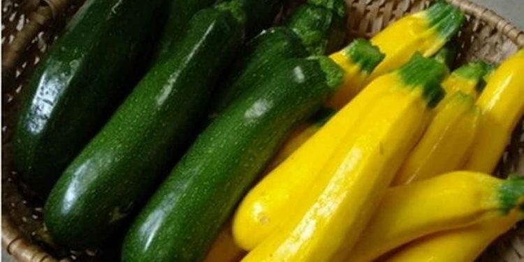 Bí ngòi là thực phẩm quen thuộc giàu chất dinh dưỡng