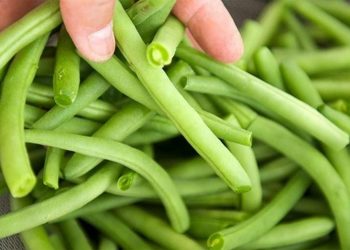 Nên chọn đậu que còn xanh, thuôn dài và trông còn mới