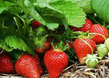 Quả dâu chứa nguồn dưỡng chất, vitamin và khoáng chất dồi dào