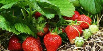 Quả dâu chứa nguồn dưỡng chất, vitamin và khoáng chất dồi dào