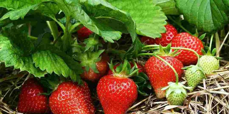 Quả dâu chứa nguồn dưỡng chất, vitamin và khoáng chất dồi dào