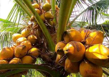 Dừa xiêm lửa rất quý hiếm, được dùng chủ yếu cho xuất khẩu