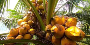 Dừa xiêm lửa rất quý hiếm, được dùng chủ yếu cho xuất khẩu