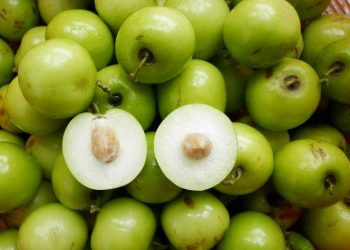 Cần chăm sóc táo xanh đúng cách để táo sai quả, đạt chất lượng tốt