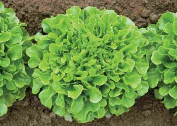 Rau xà lách rất dễ trồng, được mọi người trồng phổ biến