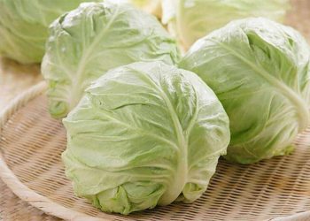 Bắp cải vào mùa nào là ngon nhất nên ăn 