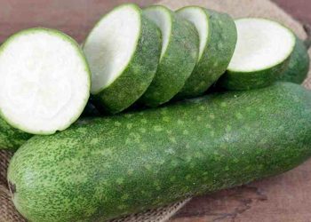 Bí đao là một loại quả có nguồn gốc từ các nước Đông Nam Á