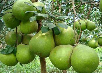 Là giống cây phát triển tốt tại Châu Á