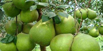 Là giống cây phát triển tốt tại Châu Á