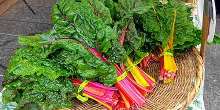 Cải là một loại rau tươi ngon bổ dưỡng