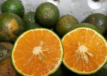 Cam sành vỏ mỏng