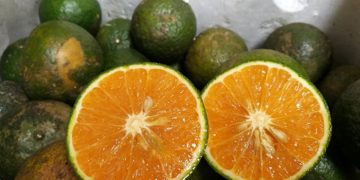 Cam sành vỏ mỏng