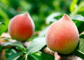 Đào tiên sau khi ngâm đến độ chín mùi bạn dễ dàng bảo quản