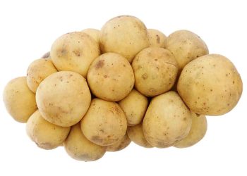 Cách bảo quản bòn bon