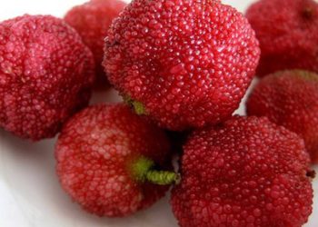 Cách ăn quả thanh mai thật hấp dẫn