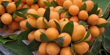 Quả thanh trà có thành phần giàu dinh dưỡng, tốt cho sức khỏe 