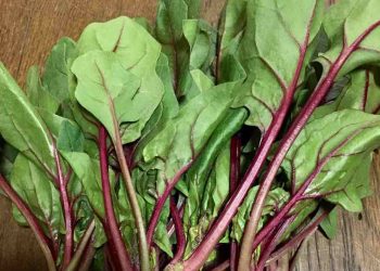 Hình ảnh rau Bina đỏ