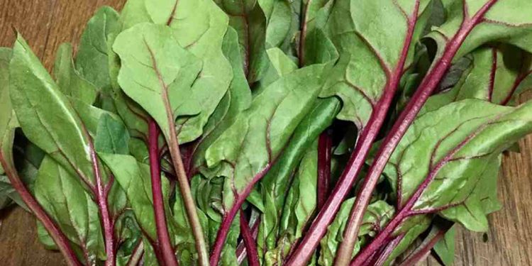 Hình ảnh rau Bina đỏ
