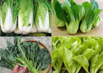 Rau cải với sự đa dạng về loại