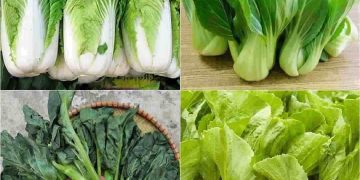 Rau cải với sự đa dạng về loại
