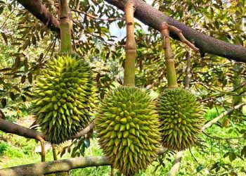 Tìm hiểu về nguồn gốc của sầu riêng