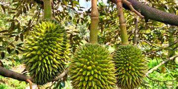 Tìm hiểu về nguồn gốc của sầu riêng