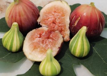 Sung Mỹ là một loại trái cây thuộc họ dâu tằm