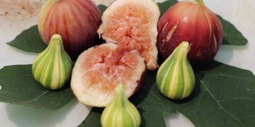 Sung Mỹ là một loại trái cây thuộc họ dâu tằm