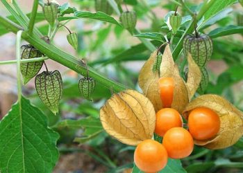 Trái thù lù giúp giảm đau khớp cực tốt