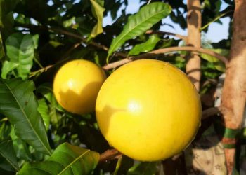 Vú sữa hoàng kim có mức giá trên thị trường khá cao 