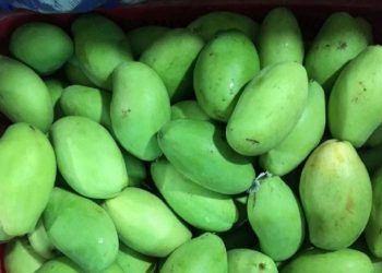 Các loại xoài ở Việt Nam đa dạng và phong phú về chủng loại