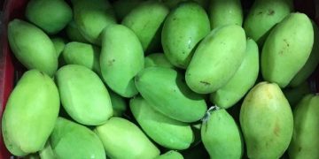 Các loại xoài ở Việt Nam đa dạng và phong phú về chủng loại