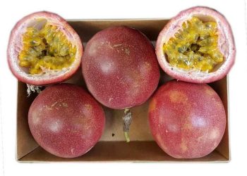 Chanh dây thông đỏ cho năng suất cao và dễ dàng chăm sóc