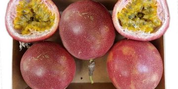 Chanh dây thông đỏ cho năng suất cao và dễ dàng chăm sóc