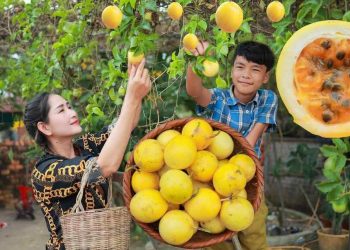 Chanh dây vàng có hương vị khác biệt với chanh dây thường